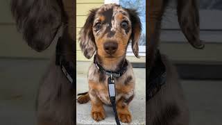 Wiener dog wiener dog how did you get so long [upl. by Akialam]