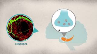 Two Faces of IGF1 Receptor in Hippocampal Synaptic Transmission [upl. by Eeresid]