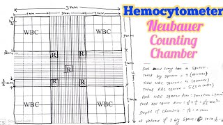 Hemocytometer  Neubaur Chamber  How to Count RBC WBC and Pletletes [upl. by Ahseyi866]