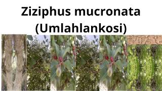 Ziziphus mucronata Umlahlankosi [upl. by Lipps]