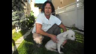 Bladder expression tutorial video for a paralyzed dog [upl. by Arfihs]