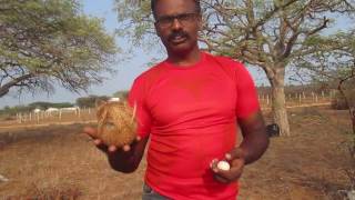 ideomotor effect  truth in finding ground water using egg and coconut [upl. by Babbie]