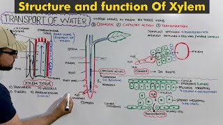 Transport of water in Plants Structure and Functions of Xylem [upl. by Ymrots]