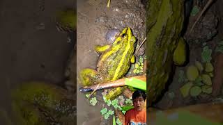 Suara kodok rindu kampung frog animals nature wildlife funny happy family nature fun relax [upl. by Raual]