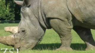 White rhino [upl. by Phene582]