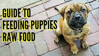 Guide To Feeding Puppies RAW Food [upl. by Wilsey788]