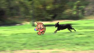 STOOPID MONKEY  Stoopid gettin chased by a dog [upl. by Furey]