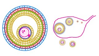 OvogénesisEmbriología [upl. by Deraj809]