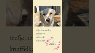 Silca 🥰 in het asiel ter adoptie [upl. by Omrellug]