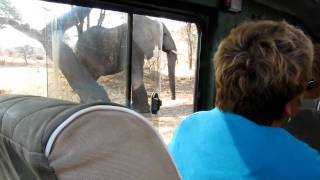 Matoke Tours safari in Ruaha National Park Tanzania [upl. by Marala]