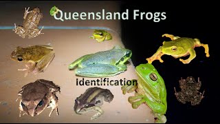 What Frog is That  Queensland Frogs Identification Calls and Pictures [upl. by Thagard]