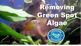 Removing Green Spot Algae Fincasters Episode 131 [upl. by Kciredes]