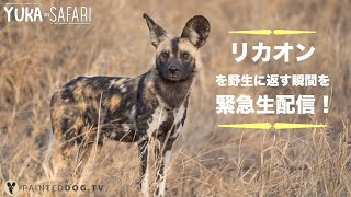 野生動物保護活動ーリカオンの群れを保護区へ！ [upl. by Akimahs]