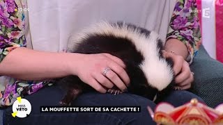 La mouffette sort de sa cachette [upl. by Vilma]