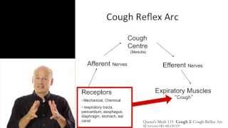 Cough 2 Cough reflex arc [upl. by Gerri]