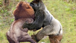 Craziest Gorilla Attacks and Fights Caught on Camera [upl. by Nerraj242]