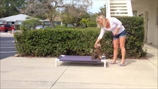 My Favorite of the Dog Training Commands  Teach Your Dog to Go Away With the Place Command [upl. by Nivram]