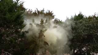 Cedar Tree Pollen cloud  ADC [upl. by Aramoiz601]