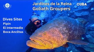 Jardines de la Reina Cuba  400 Pound Goliath Groupers  4K [upl. by Cenac16]