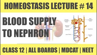 BLOOD SUPPLY TO NEPHRON  CHAP HOMEOSTASIS  CLASS 12  MDCAT SERIES [upl. by Anthony191]