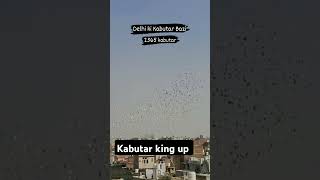 Delhi ki 2365 kabutar pigeon kabootarandnewalihaikaisepatakaren kabutar king up newsong youtube [upl. by Notniw]