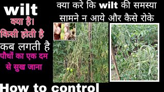 Wilt  Bacterial wilt  Fusarium wilt  Jhulsa rog  Praveen Thakur [upl. by Iva]