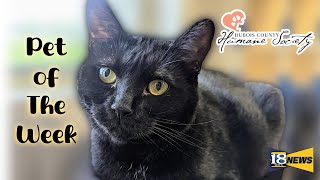 Meet Sabrina The Dubois County Humane Society Pet of The Week [upl. by Suoirred202]