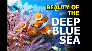 Sea Animals  Beauty of the Deep Blue Sea [upl. by Aldwin442]