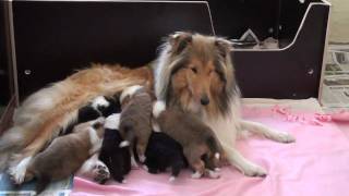 ROUGH COLLIE PUPPYS 3 WEEKS OLD [upl. by Suhsoj]