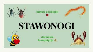 25 Stawonogi 🐜  budowa charakterystyka 📕 biologia rozszerzona do matury 🍀 liceum [upl. by Petrine]