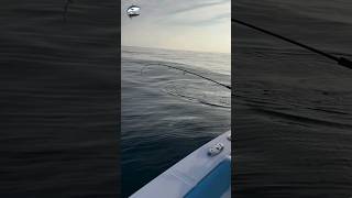 See how to catch fish in the sea😱🎣fishvideo fishing foryou sea seafish kingfish [upl. by Ziul]