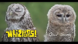 The Owl Song by The Whizpops [upl. by Poppo]