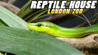 London Zoo  REPTILE HOUSE 4k [upl. by Moor]