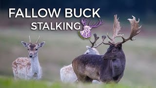 FALLOW BUCK STALKING [upl. by Ecertap]