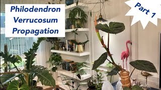 How to propagate a Philodendron Verrucosum  Philodendron Verrucosum care [upl. by Errised]