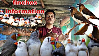 Finches Bird Care Treatment And Breeding  How To Earn Money For Exotic Bird Breeding Farm [upl. by Lanctot]