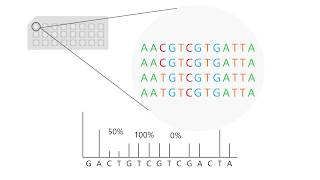 Pyrosequencing how to interpret results [upl. by Cherey]