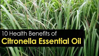 10 Citronella Essential Oil Benefits and its Uses [upl. by Suirauqed]