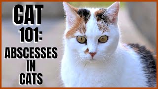 Cat 101 Abscesses in Cats [upl. by Willtrude]