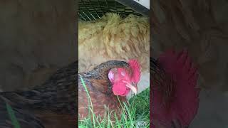 Bielefelder chicken chicken videos [upl. by Aivila422]