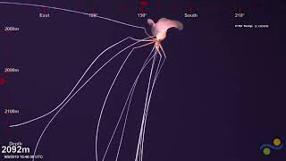 Bigfin Squid Magnapinna squid Spotted in 2019 [upl. by Eelyek]