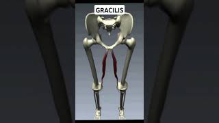 Write Gracilis Muscle Action [upl. by Viola]