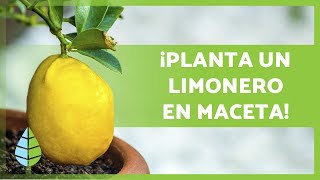 CUIDADOS de un LIMONERO en MACETA 🍋🌳 ¡Riego sustrato poda y más [upl. by Schuler]