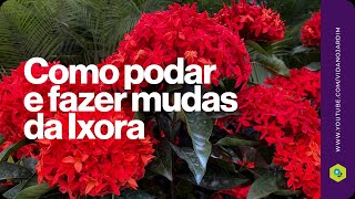 Como podar e fazer mudas de Ixora [upl. by Melonie969]