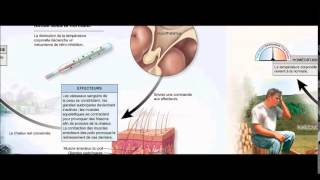 Régulation de la température corporelle [upl. by Neerehs]
