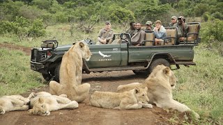 AFRICAN SAFARI 4K  Incredible Big Five animal sightings Kruger National Park [upl. by Ahsoyem]