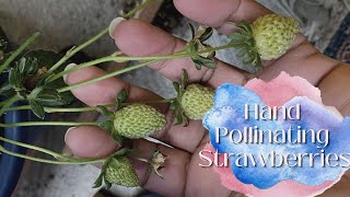 How to Hand Pollinate Strawberries [upl. by Enaoj]