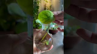 pilea plant [upl. by Seidler368]