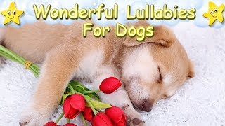 Sleep Music For Puppies Lullaby Lullabies ♫ Calm Relax Your Dog ♥ Lullaby For Dogs Golden Retriever [upl. by Lenox]