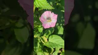 A totally amazing Swollenthighed Flower Beetle on a Field Bindweed flower [upl. by Rondon]